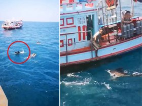 泰國海域劍魚瘋狂攻擊潛水游客 與人近在咫尺